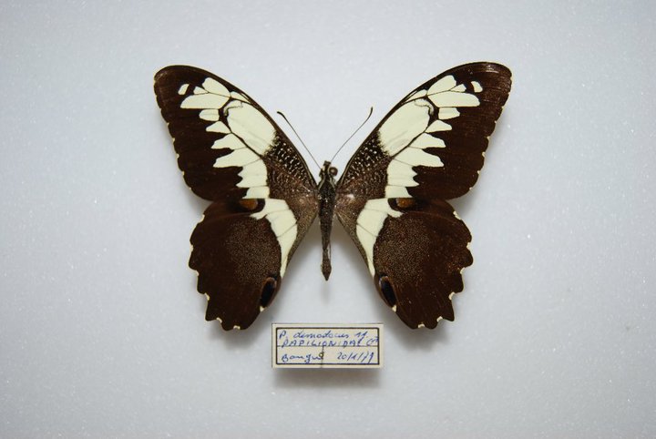Papilio demodocus (abberation) Internet Image property of respective owner, non-commercial use only
